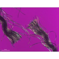 Микроскоп Primo Tech пакет G - D/A с поворотным столом и поляризации и встроенной камерой