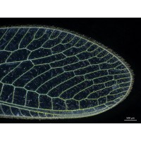 Стерео микроскоп Stemi 305 trino VisiLED