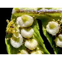 Стерео микроскоп Stemi 305 trino VisiLED