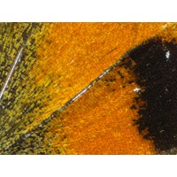 Стерео микроскоп Stemi 305 trino VisiLED