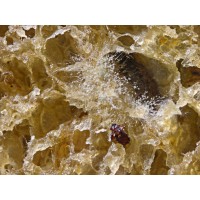 Корпус микроскопа Stemi 508 doc (100:0/0:100)